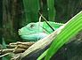 leguan
